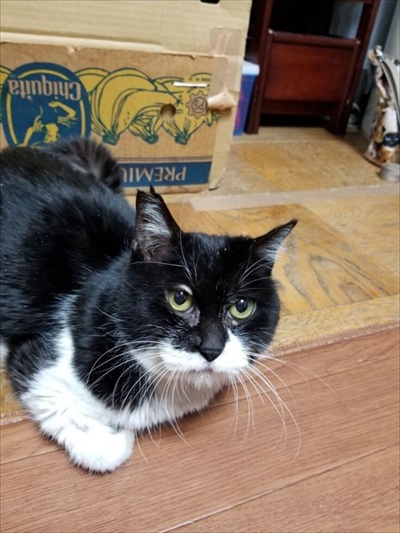 ちよだニャンとなる会