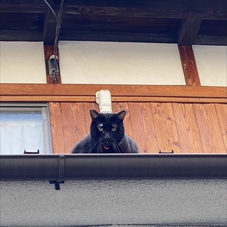 コックに見えた近所のネコちゃん