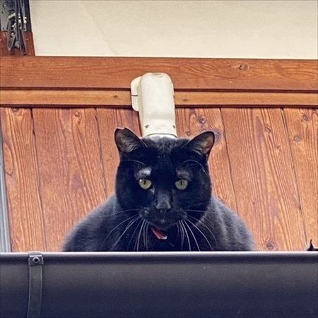 コックに見えた近所のネコちゃん