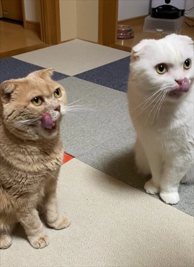 コックに見えた近所のネコちゃん