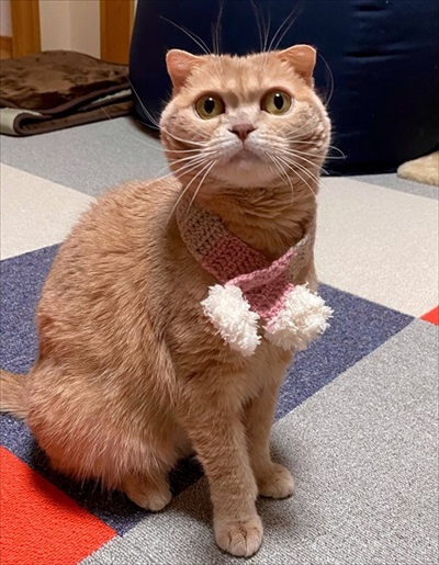 コックに見えた近所のネコちゃん