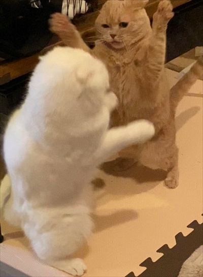 コックに見えた近所のネコちゃん