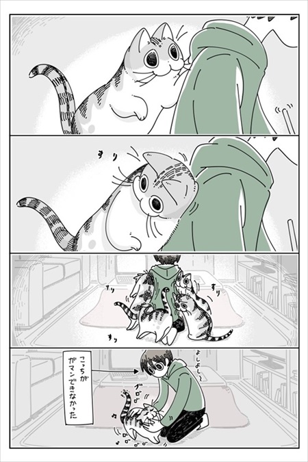 感動シーンに寄ってくる猫ちゃん