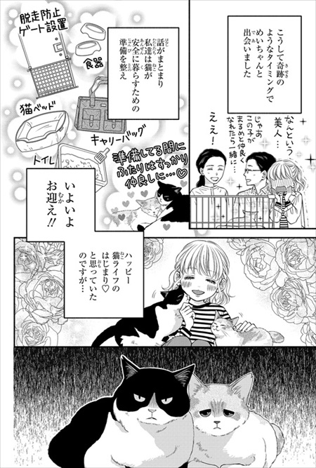 一目ぼれした保護猫を迎えた話