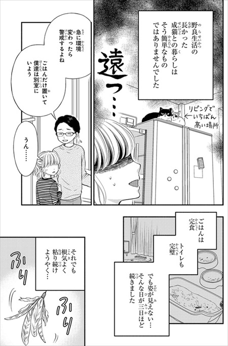 一目ぼれした保護猫を迎えた話