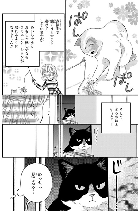一目ぼれした保護猫を迎えた話