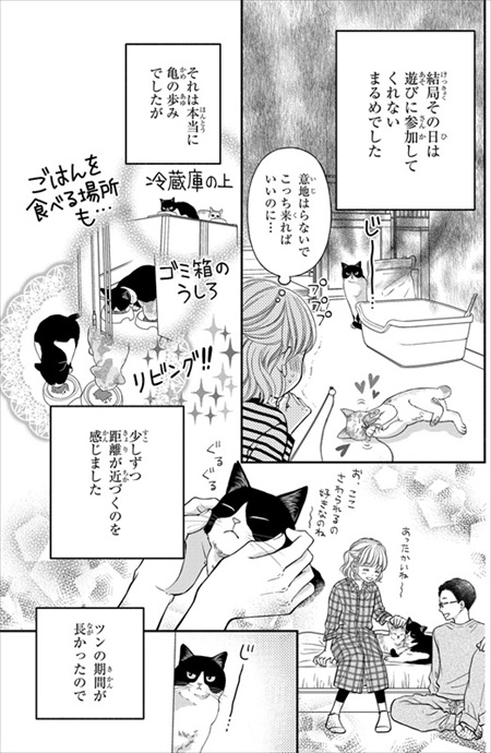 一目ぼれした保護猫を迎えた話