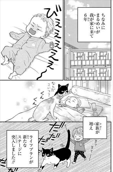 一目ぼれした保護猫を迎えた話
