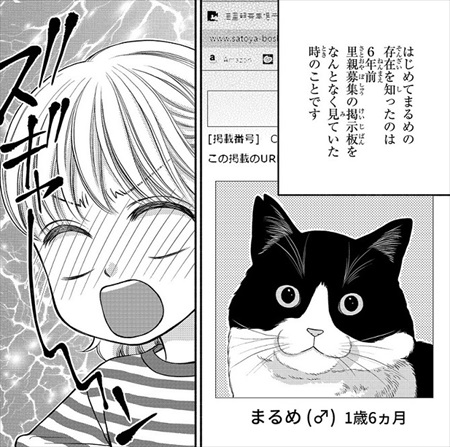 一目ぼれした保護猫を迎えた話