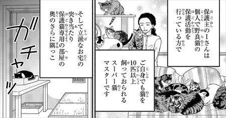 一目ぼれした保護猫を迎えた話