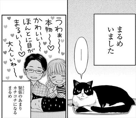 一目ぼれした保護猫を迎えた話