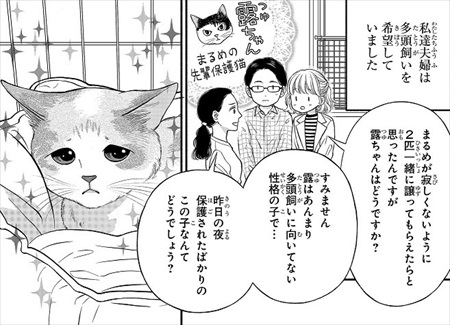 一目ぼれした保護猫を迎えた話