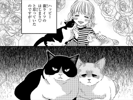 一目ぼれした保護猫を迎えた話