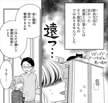 一目ぼれした保護猫を迎えた話
