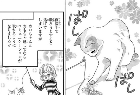 一目ぼれした保護猫を迎えた話