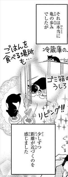 一目ぼれした保護猫を迎えた話