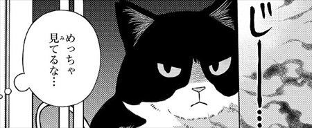 一目ぼれした保護猫を迎えた話