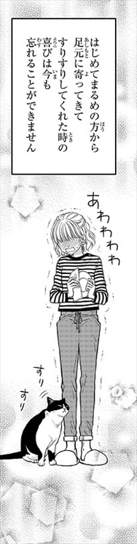 一目ぼれした保護猫を迎えた話