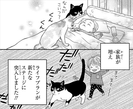 一目ぼれした保護猫を迎えた話