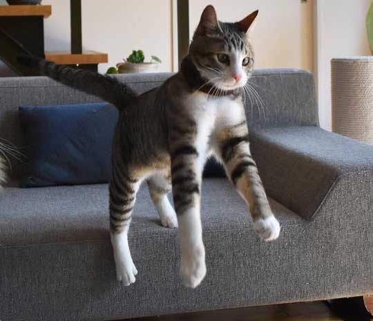 宇宙人にさらわれる瞬間 猫 浮いてる アブダクション キャトられ