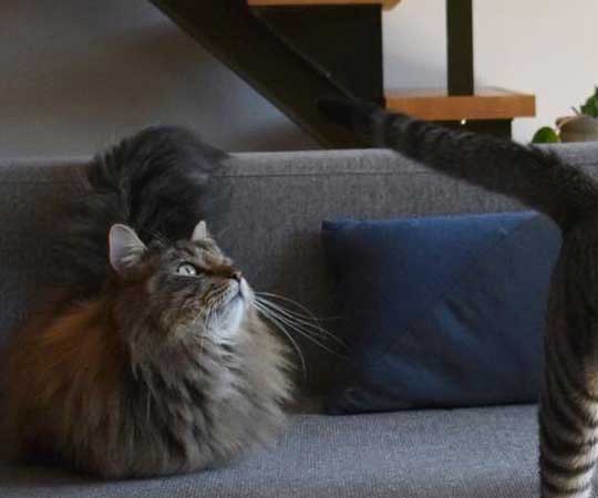 宇宙人にさらわれる瞬間 猫 浮いてる アブダクション キャトられ