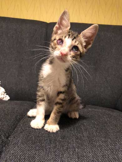 宇宙人にさらわれる瞬間 猫 浮いてる アブダクション キャトられ