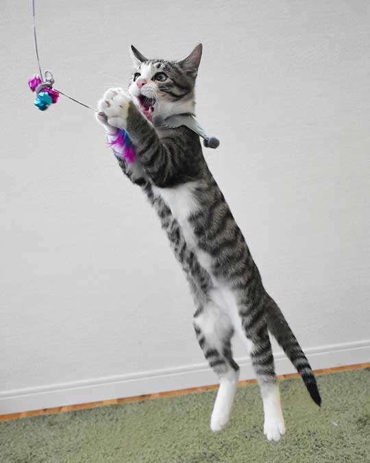 宇宙人にさらわれる瞬間 猫 浮いてる アブダクション キャトられ