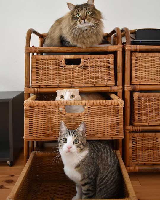 宇宙人にさらわれる瞬間 猫 浮いてる アブダクション キャトられ