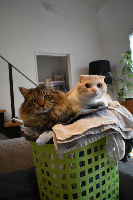 宇宙人にさらわれる瞬間 猫 浮いてる アブダクション キャトられ