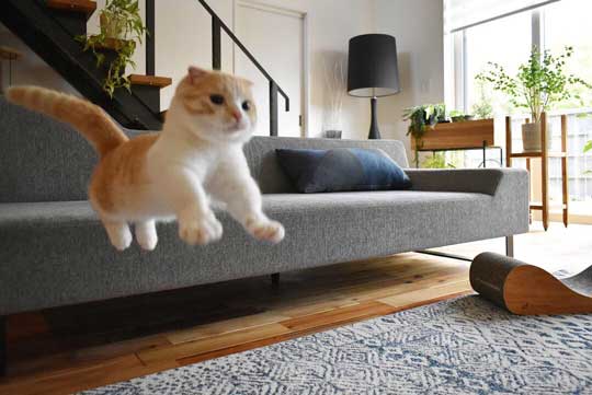 宇宙人にさらわれる瞬間 猫 浮いてる アブダクション キャトられ