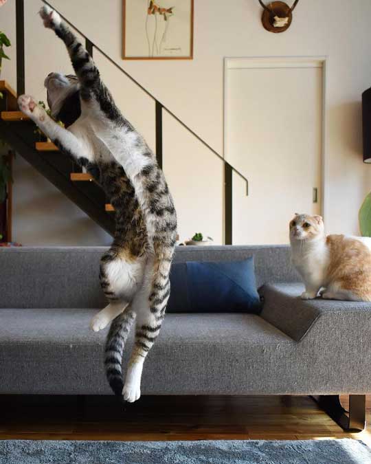 宇宙人にさらわれる瞬間 猫 浮いてる アブダクション キャトられ