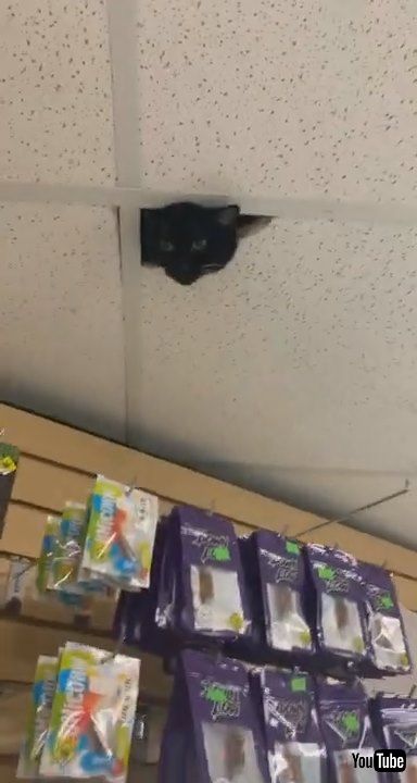 「New Security Cameras at Work || ViralHog」