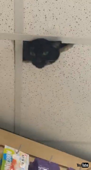 「New Security Cameras at Work || ViralHog」