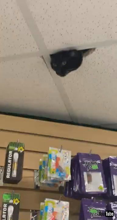 「New Security Cameras at Work || ViralHog」