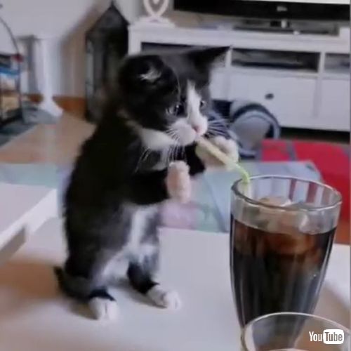 Tries To Drink