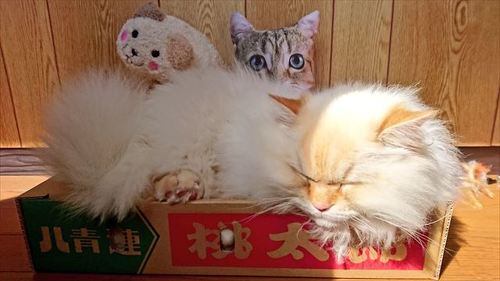 猫