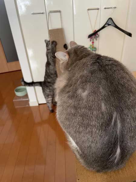 猫 日常 漫画 長谷川ろく ジョナ またたび 愛 狂気 執念