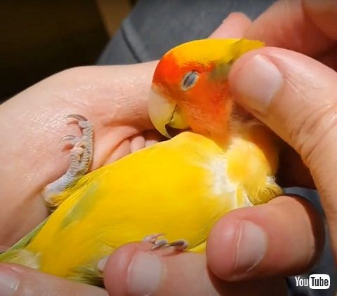 コザクラインコ