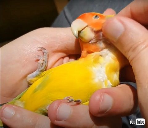 コザクラインコ