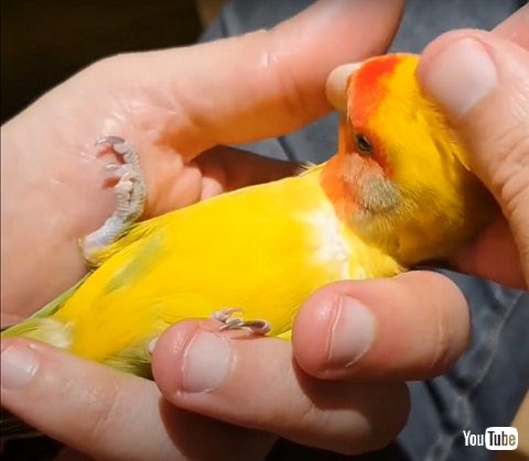 コザクラインコ