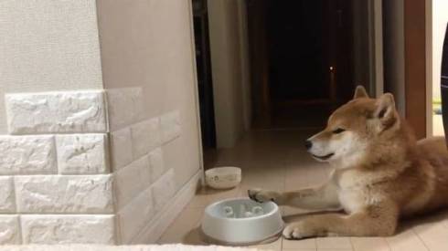 シヴァ犬こむぎっす 早食いを後悔 柴犬