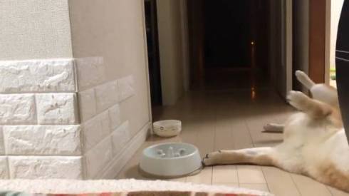 シヴァ犬こむぎっす 早食いを後悔 柴犬