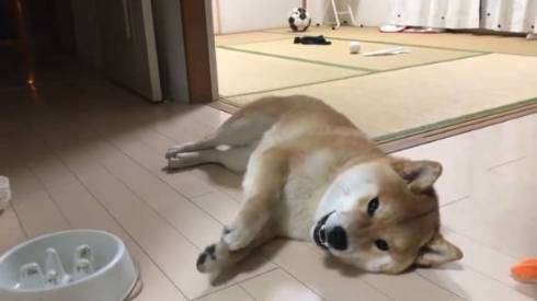 シヴァ犬こむぎっす 早食いを後悔 柴犬