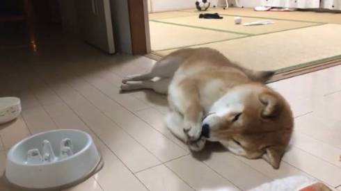 シヴァ犬こむぎっす 早食いを後悔 柴犬