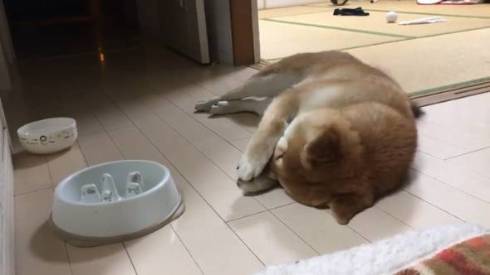 シヴァ犬こむぎっす 早食いを後悔 柴犬