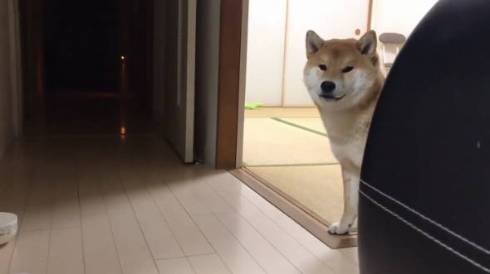 シヴァ犬こむぎっす 早食いを後悔 柴犬