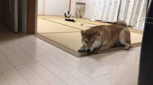 シヴァ犬こむぎっす 早食いを後悔 柴犬