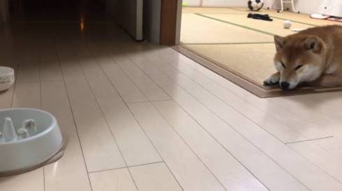 シヴァ犬こむぎっす 早食いを後悔 柴犬