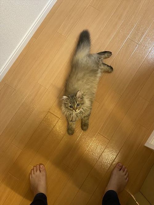猫