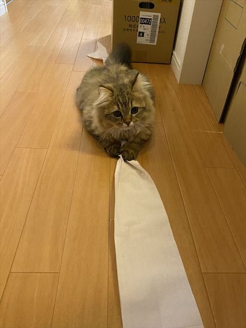 猫